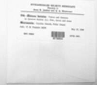 Elsinoe batatas image